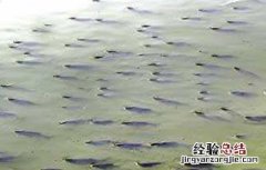 鱼类出现浮头和泛塘的原因及防治方法