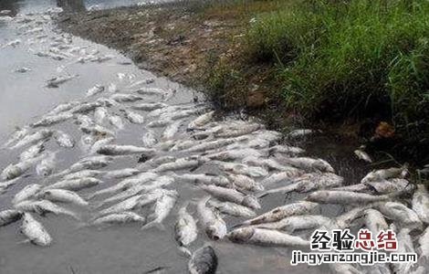 鱼类出现浮头和泛塘的原因及防治方法