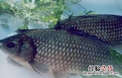 养殖鲫鱼要注意什么 家养鲫鱼注意事项