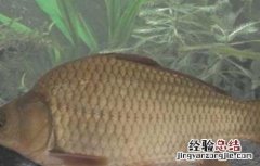 养殖鲫鱼要注意什么 家养鲫鱼注意事项