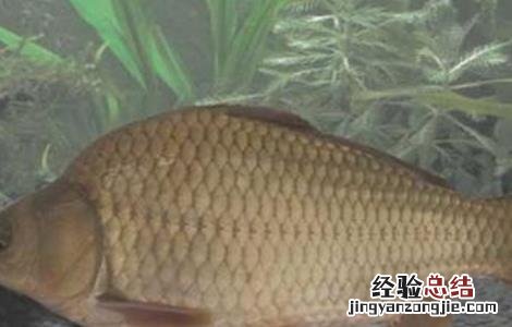 养殖鲫鱼要注意什么 家养鲫鱼注意事项