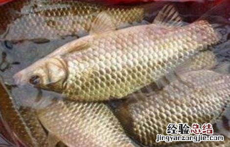 养殖鲫鱼要注意什么 家养鲫鱼注意事项