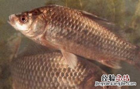 养殖鲫鱼要注意什么 家养鲫鱼注意事项