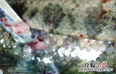 黑鱼养殖常见疾病防治方法 黑鱼养殖常见疾病防治方法图片