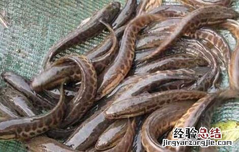 黑鱼养殖常见疾病防治方法 黑鱼养殖常见疾病防治方法图片