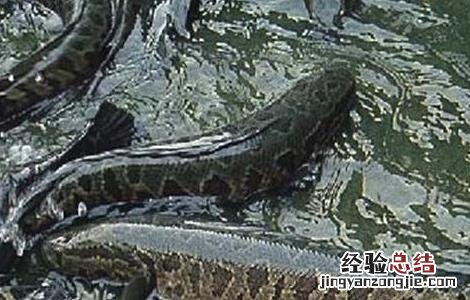黑鱼养殖常见疾病防治方法 黑鱼养殖常见疾病防治方法图片