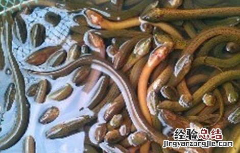 黑鱼养殖常见疾病防治方法 黑鱼养殖常见疾病防治方法图片