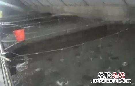 多宝鱼养殖注意事项 关于多宝鱼饲养方法