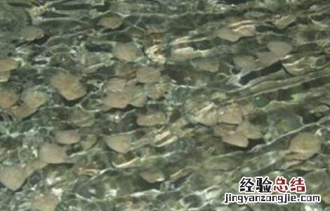 多宝鱼养殖注意事项 关于多宝鱼饲养方法