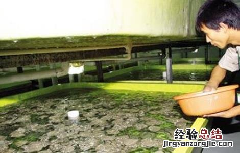 多宝鱼养殖注意事项 关于多宝鱼饲养方法
