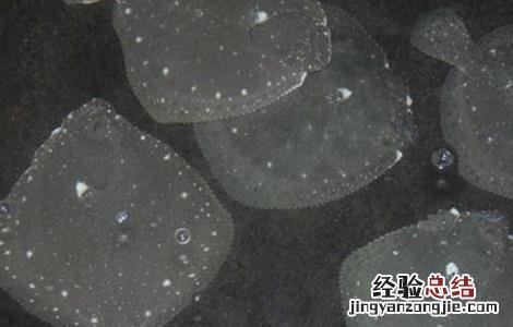 多宝鱼养殖注意事项 关于多宝鱼饲养方法