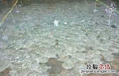 多宝鱼养殖注意事项 关于多宝鱼饲养方法