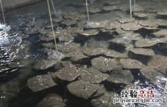 多宝鱼养殖注意事项 关于多宝鱼饲养方法