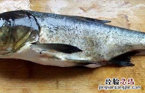 花鲢鱼该怎么养 花鲢鱼怎么养能过夜