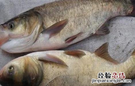 花鲢鱼该怎么养 花鲢鱼怎么养能过夜