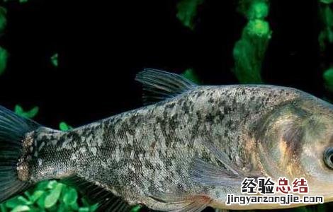 花鲢鱼该怎么养 花鲢鱼怎么养能过夜