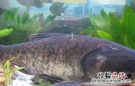 花鲢鱼该怎么养 花鲢鱼怎么养能过夜