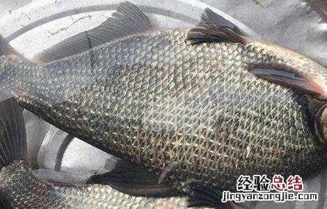 鳊鱼该怎么养 鳊鱼该怎么养才能活