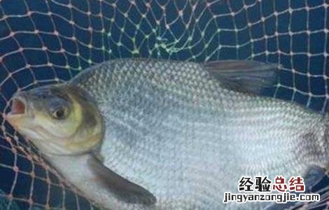 鳊鱼该怎么养 鳊鱼该怎么养才能活