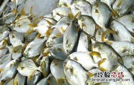 鳊鱼该怎么养 鳊鱼该怎么养才能活
