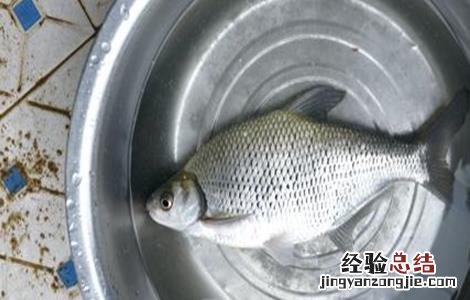 鳊鱼该怎么养 鳊鱼该怎么养才能活