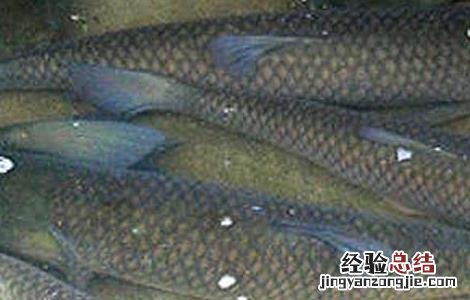 冬季怎么养草鱼 台风天气如何养殖草鱼