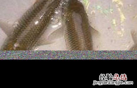冬季怎么养草鱼 台风天气如何养殖草鱼