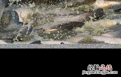 冬季怎么养草鱼 台风天气如何养殖草鱼