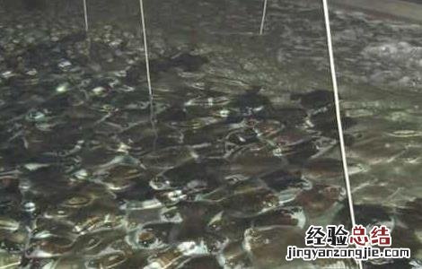 多宝鱼疾病的防治 多宝鱼常见病害的防治方法