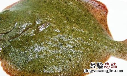 多宝鱼疾病的防治 多宝鱼常见病害的防治方法