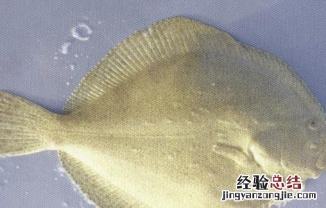 多宝鱼疾病的防治 多宝鱼常见病害的防治方法