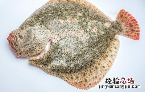 多宝鱼疾病的防治 多宝鱼常见病害的防治方法