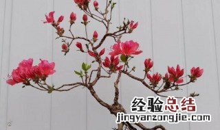 映山红盆景栽培技术 映山红盆景养护方法