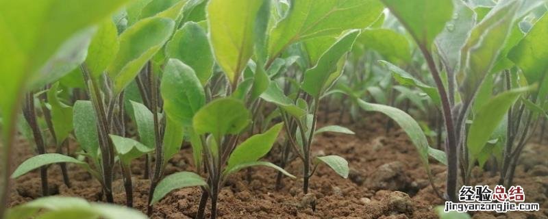 冬季黄瓜定植后温度怎么管理，施什么肥料好
