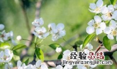 春天春暖花开句子 春暖花开句子