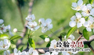 春天春暖花开句子 春暖花开句子