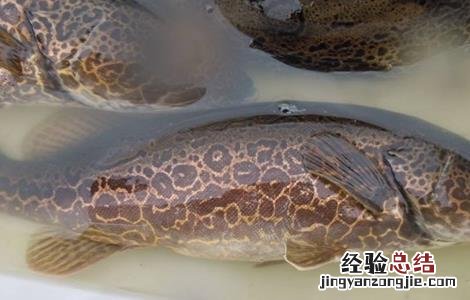 鳜鱼的人工养殖方法 鳜鱼的人工养殖方法和技术