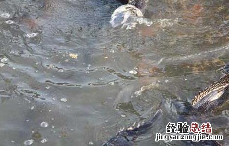鳜鱼的人工养殖方法 鳜鱼的人工养殖方法和技术