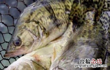 鳜鱼的人工养殖方法 鳜鱼的人工养殖方法和技术