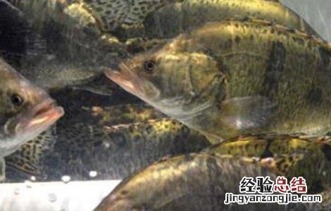 鳜鱼的人工养殖方法 鳜鱼的人工养殖方法和技术