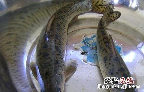 鲈鱼的高产养殖技术 鲈鱼的高产养殖技术视频