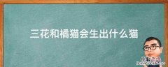 三花和橘猫会生出什么猫 三花猫和橘猫能生什么样的猫
