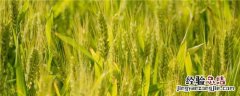 小麦授粉期可以打药吗 小麦授粉期能打药吗