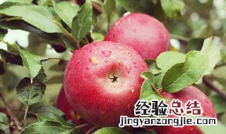 苹果的英语怎么写 苹果的英语怎么写单词