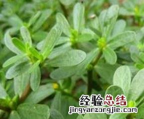 马齿苋的药用功效有哪些 马齿苋的药用功效