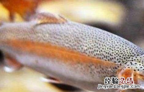 虹鳟鱼的常见病害及防治 虹鳟鱼的常见病害及防治方法
