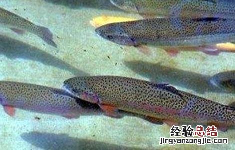 虹鳟鱼的常见病害及防治 虹鳟鱼的常见病害及防治方法