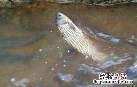 草鱼养殖条件水温 高温时期草鱼的养殖技术