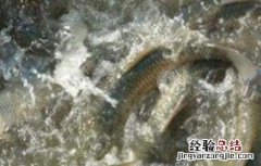 草鱼养殖条件水温 高温时期草鱼的养殖技术