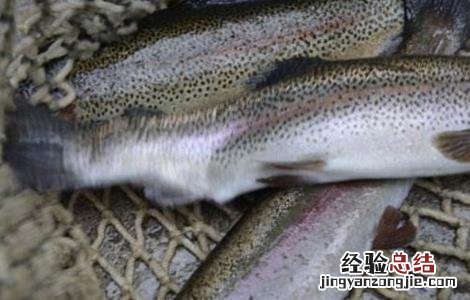 三文鱼该怎么养殖呢 三文鱼该怎么养殖呢视频
